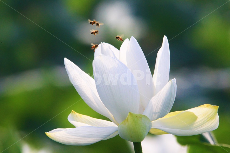 연꽃,꽃,식물,flower,벌,식물,자연,plants,nature,꽃,flower