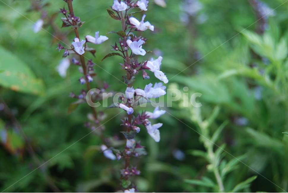 태기산,들꽃,봄,자연,공원,식물,자연,plants,nature,꽃,flower