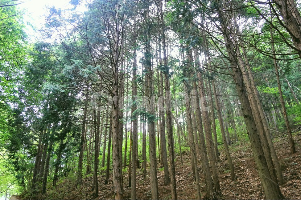 나무,숲,자연,산행,산,아웃도어,tree,climbing,mountain,nature,forest,자연,풍경,nature,landscape,식물,plants,나무,trees,wood,vegetation,초목,plant,outdoors,옥외,land,땅,woodland,삼림지,grove,작은 숲