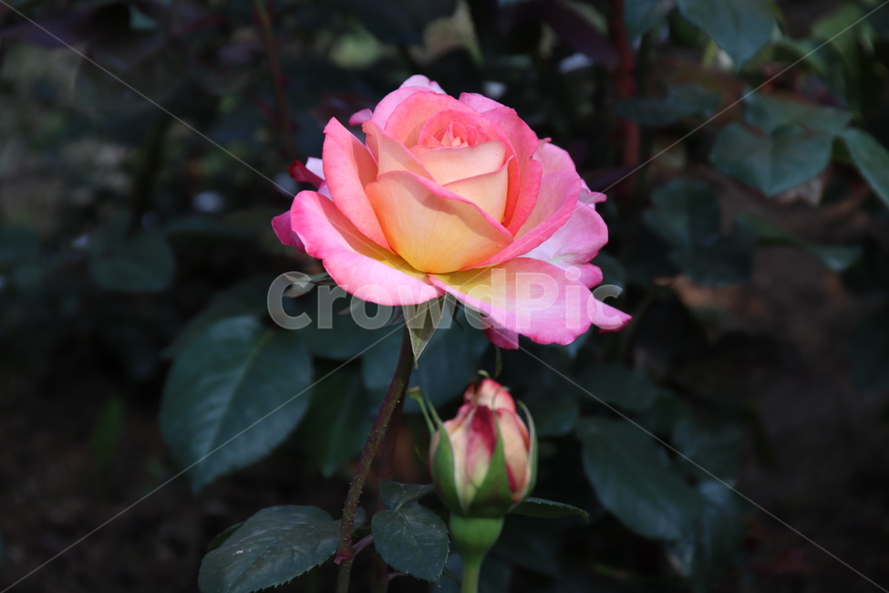 장미꽃,장미,꽃,자연,풍경,이곡장미공원,식물,자연,plants,nature,꽃,flower