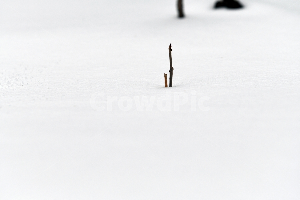 겨울,풍경,한라산,눈,겨울산,눈꽃,제주도,상고대,나무,서리,겨울,계절,winter,season
