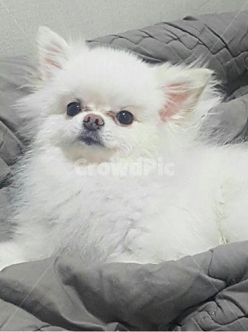 강아지,애완견,애완동물,귀여운강아지,dog