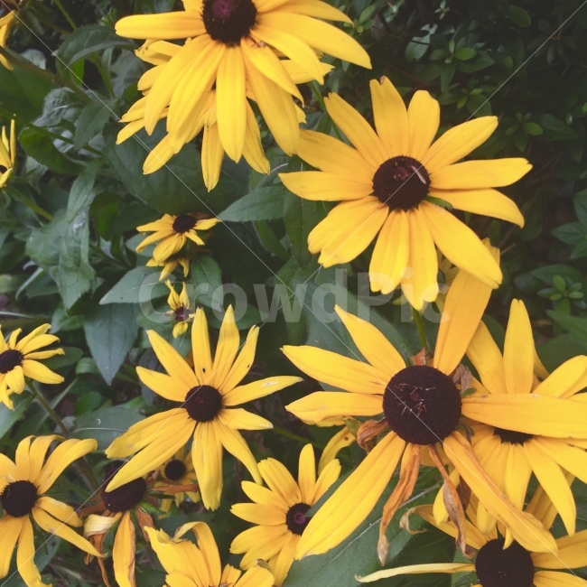 여름의꽃,꽃,길가의핀꽃,여름,아파트정원,식물,자연,plants,nature,꽃,flower