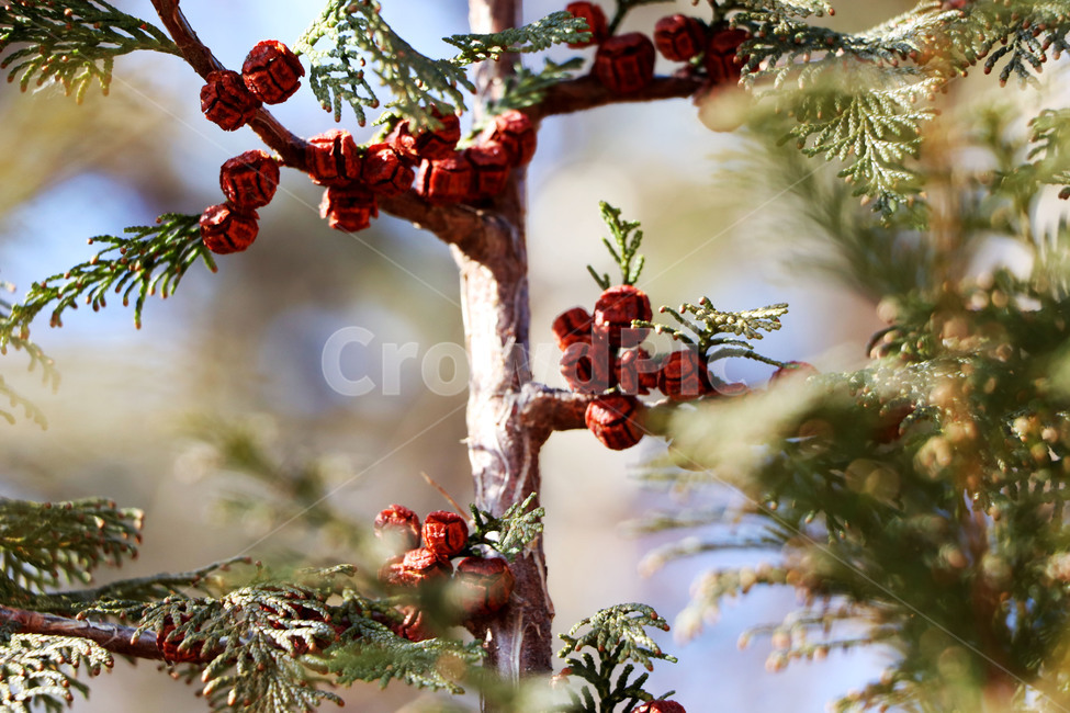 멋진솔방울,멋진소나무,멋진나무,아름다운솔방울,새새명,tree