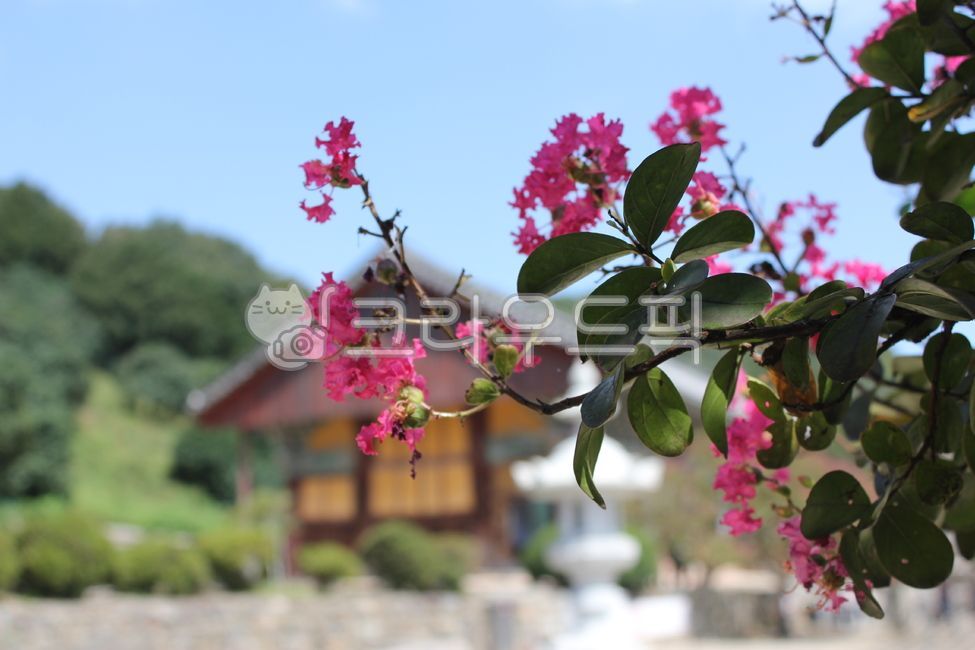 한국사찰,동백꽃,관점,시야,사찰,꽃,꽃잎,flower