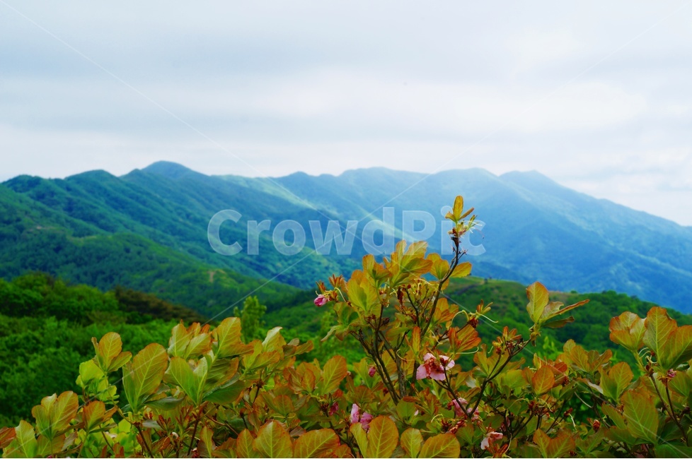 여름산,지리산,6월지리산,신록의자연,자연,신록,초록,여름,초여름,녹음,국립공원지리산,나무,숲,여름숲,시원한여름,자연,풍경,nature,landscape,한국자연풍경,한국자연경관,korea nature landscape,outdoors,옥외