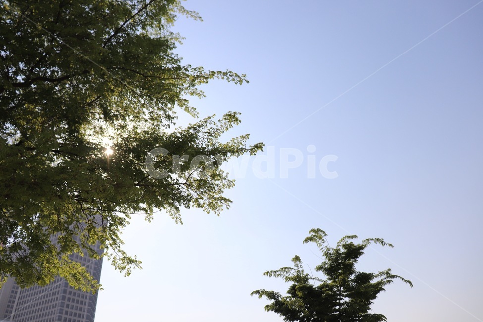 tree,plant,식물,나무,구름