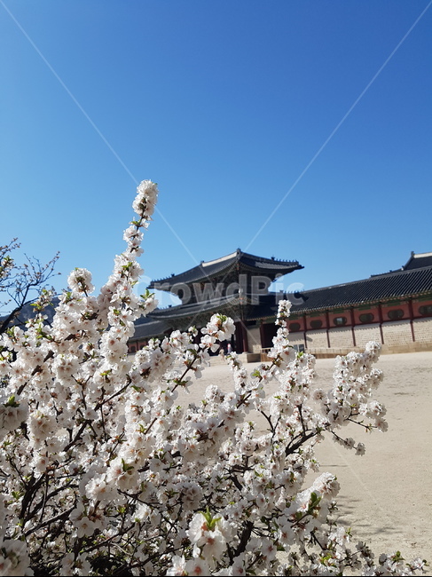 나무,tree,plant,식물,봄,꽃,flower,하늘