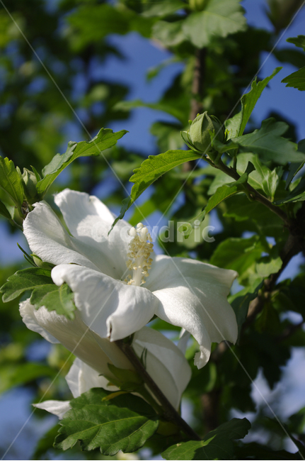 무궁화,꽃,식물,flower,plant,식물,자연,plants,nature,꽃,flower