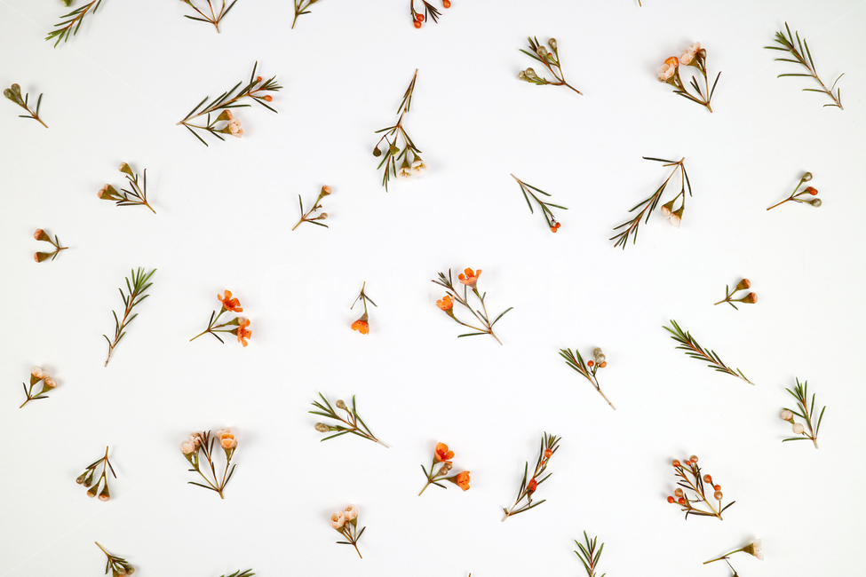 꽃,식물,꽃송이,왁스플라워,배경,백그라운드,꽃봉오리,flower,nature,flora,background,꽃,flower