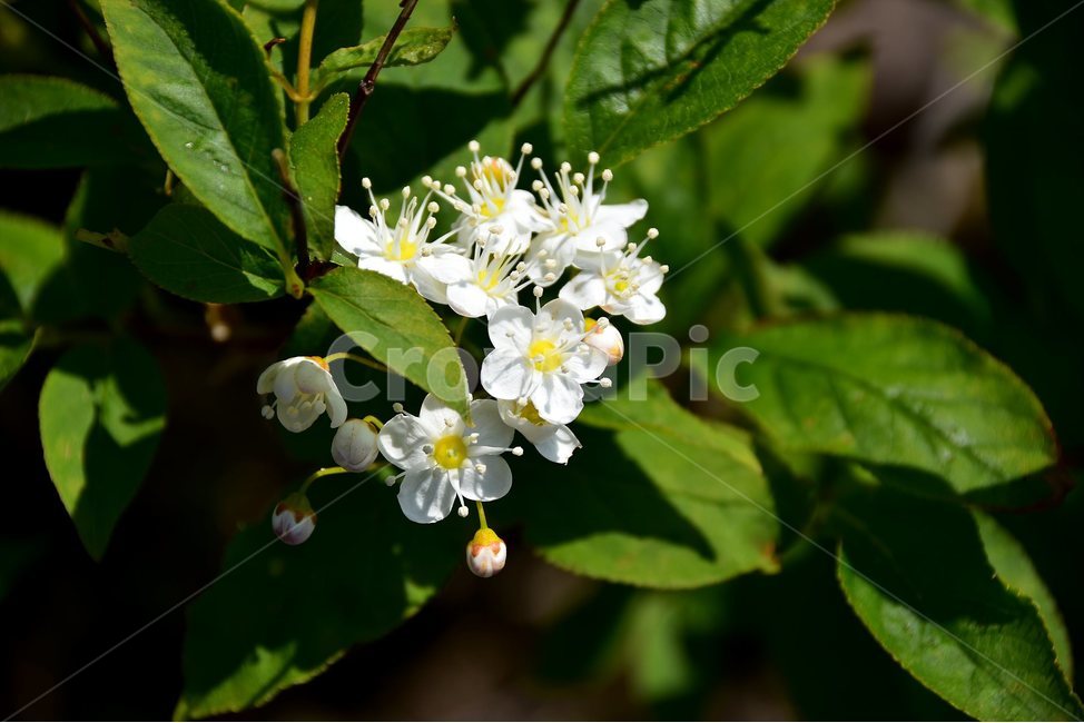물참대,야생화,꽃,식물,자연,생태,플라워,flower,plants,nature,식물,자연,plants,nature,꽃,flower