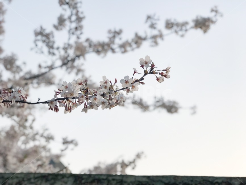 봄,벚꽃,벚나무,봄꽃,사쿠라,봄,계절,spring,season,식물,자연,plants,nature,꽃,flower,plant,blossom