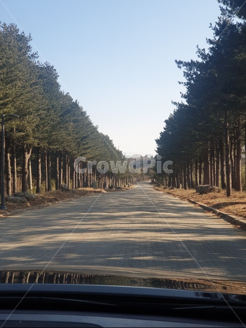 도로,road,나무,tree,식물,plant,산책로,드라이브길