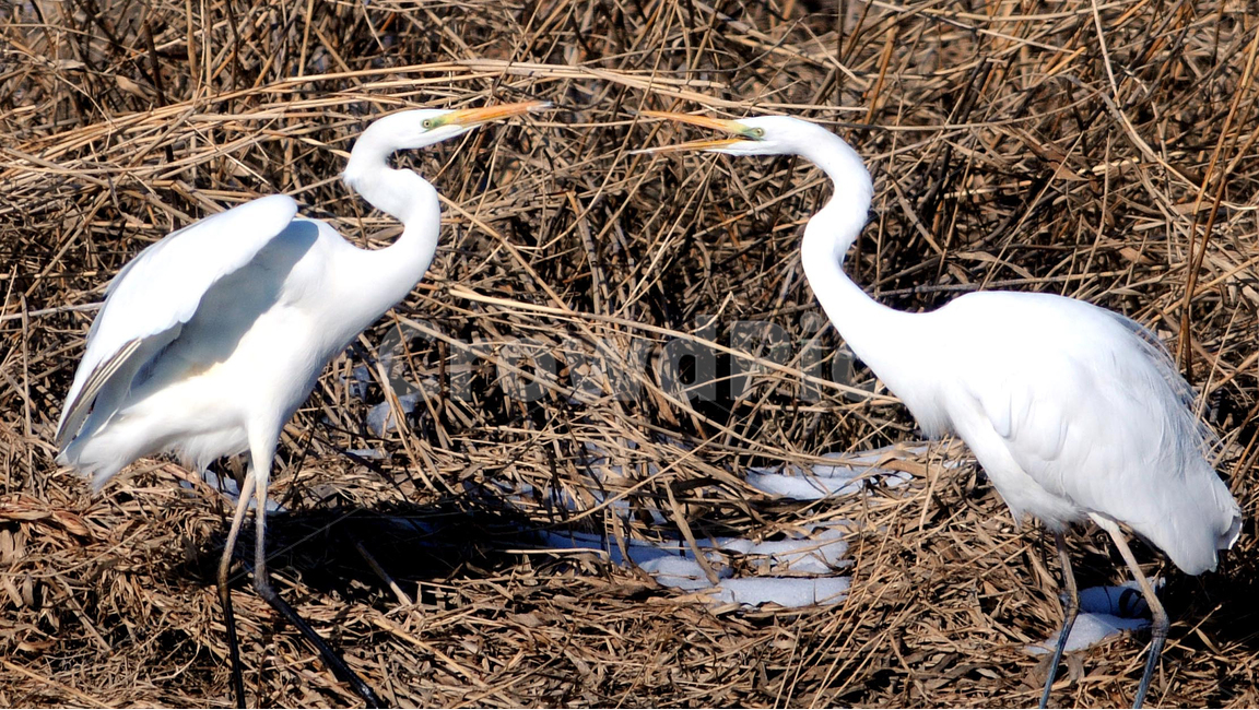 백로,새,bird,철새,한쌍,동물,animal,조류,새,birds