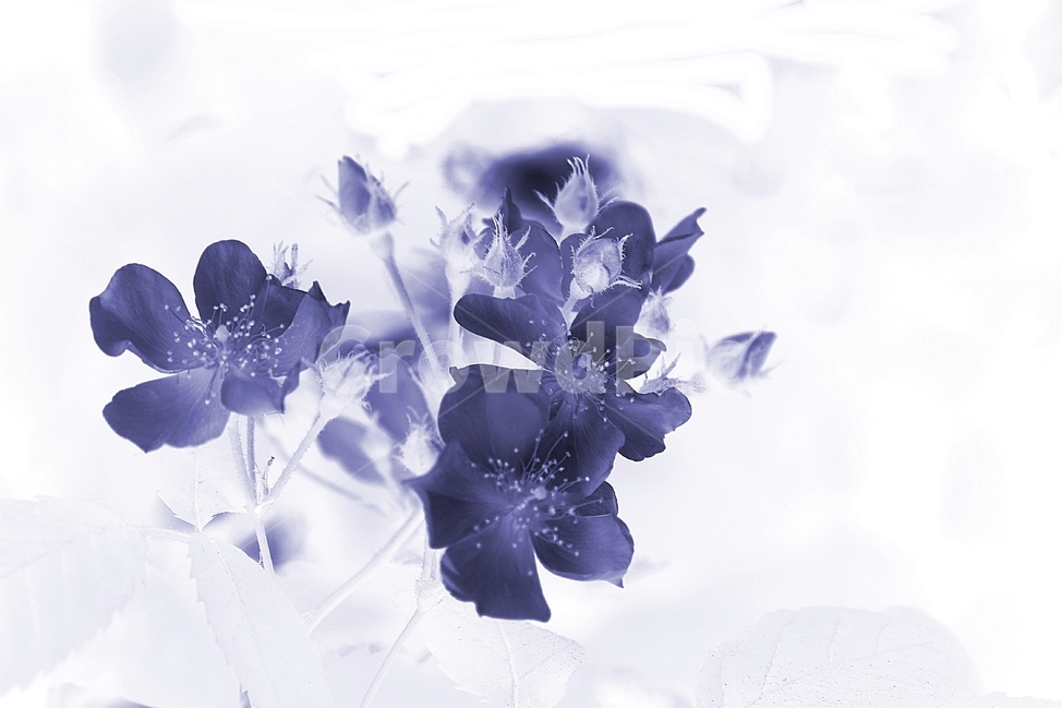 보라꽃,보라,장미,봄꽃,푸른장미,식물,자연,plants,nature,꽃,flower,흑백,모노톤,monochrome,black and white