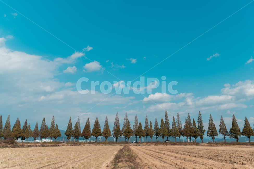죽동마을,메타세콰이어,하늘,나무,가을,구름,감성,풍경,자연,자연,풍경,nature,landscape,한국자연풍경,한국자연경관,korea nature landscape,outdoors,옥외,tree,plant,식물