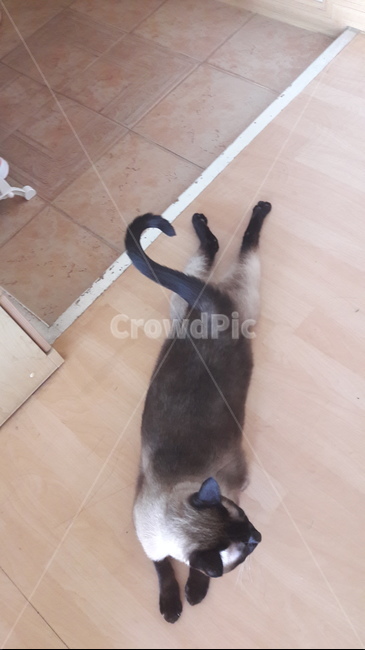 고양이,샴,샴고양이,개냥이,cat,더위,반려동물,반려묘,동물,동물,animal,포유류,mammal,고양이,cat,kitten,kitty