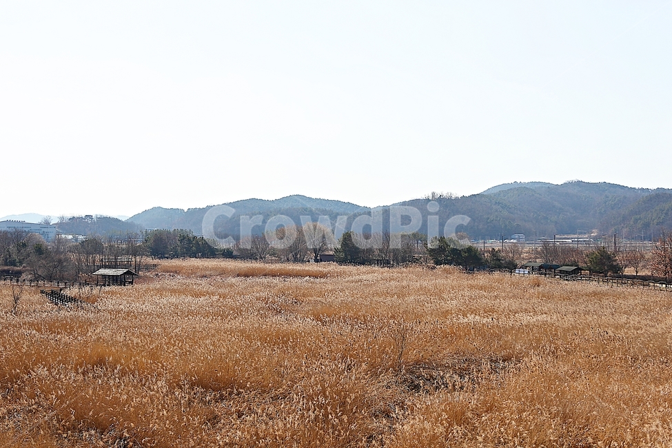 안산갈대습지공원,갈대,습지,억새,공원,자연,풍경,겨울,식물,자연,풍경,nature,landscape
