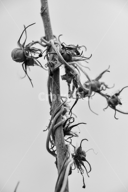 식물,자연,꽃,열매,생명,식물,자연,plants,nature,흑백,모노톤,monochrome,black and white