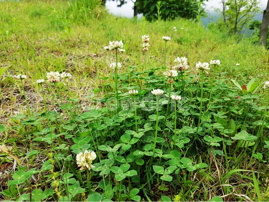 토끼풀,클로버,clover,사료,식물,비료식물,식물,자연,plants,nature,꽃,flower