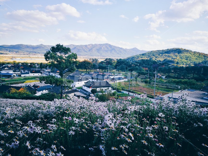 경주,구절초,한옥,가을,꽃,자연,풍경,nature,landscape,한국자연풍경,한국자연경관,korea nature landscape,시골,마을,country,rural,town,한국전통,한국문화,korean traditional,korean culture,경치,outdoors,옥외,scenery