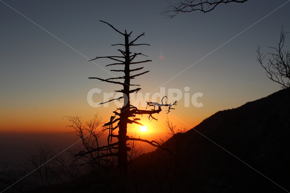 일출,역광,고사목,동해,설악산,산,바다,풍경,자연,등산,자연,풍경,nature,landscape,식물,plants,나무,trees,wood,실루엣,그림자,silhouette,shadow,outdoors,옥외,sky,하늘,dawn,새벽,sunset,일몰,dusk,황혼,red sky,붉은 하늘