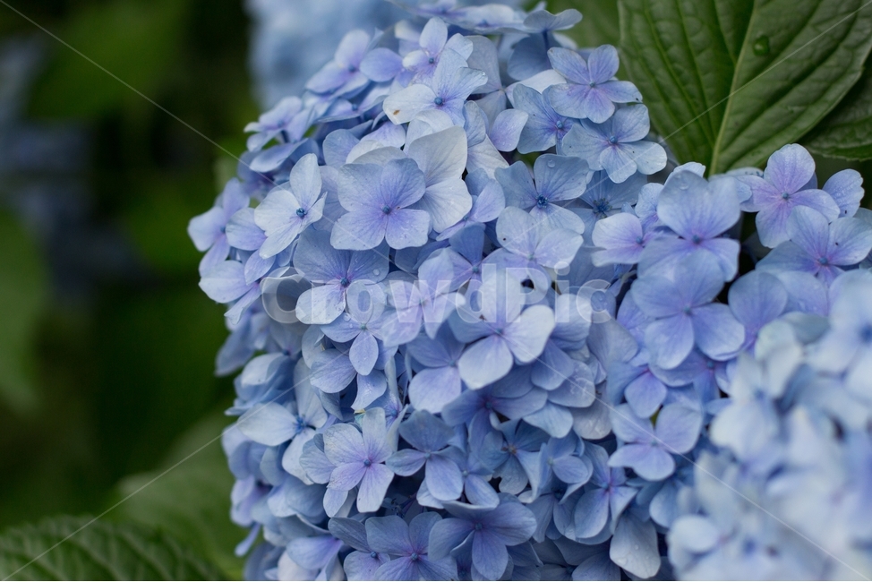 수국,보은산,전남수국,여름,여름꽃,식물,자연,plants,nature,꽃,flower