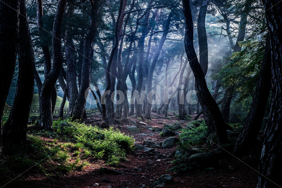 경주,삼릉,새벽,숲,빛,숲속의아침