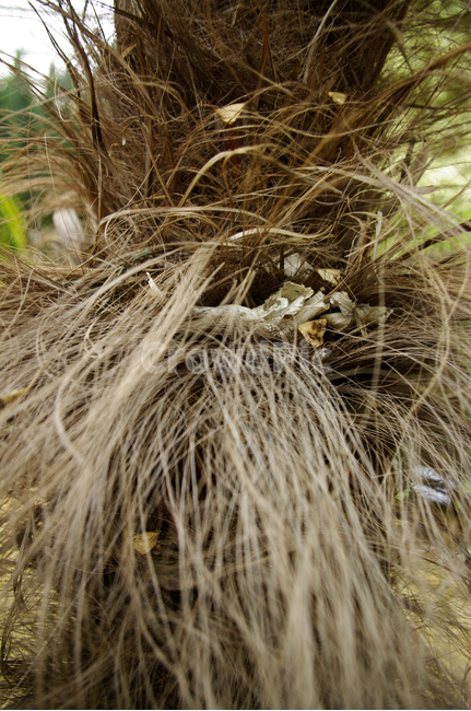 plant,나무,식물,줄기,갈색,식물,자연,plants,nature,나무,trees,wood
