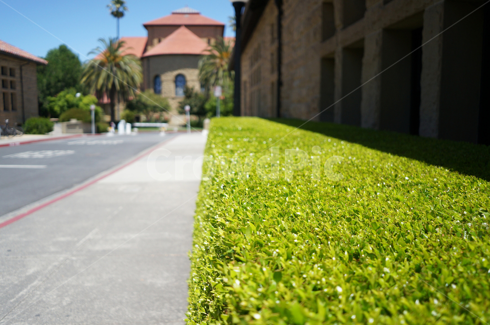 스탠퍼드대학교,조경,landscaping,stanforduniversity,교내조경,교내식물