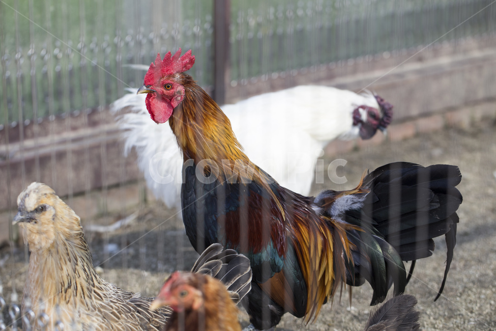 닭,동물,조류,수탉,벼슬,닭벼슬,가축,가금류,닭장,동물,animal,조류,새,birds