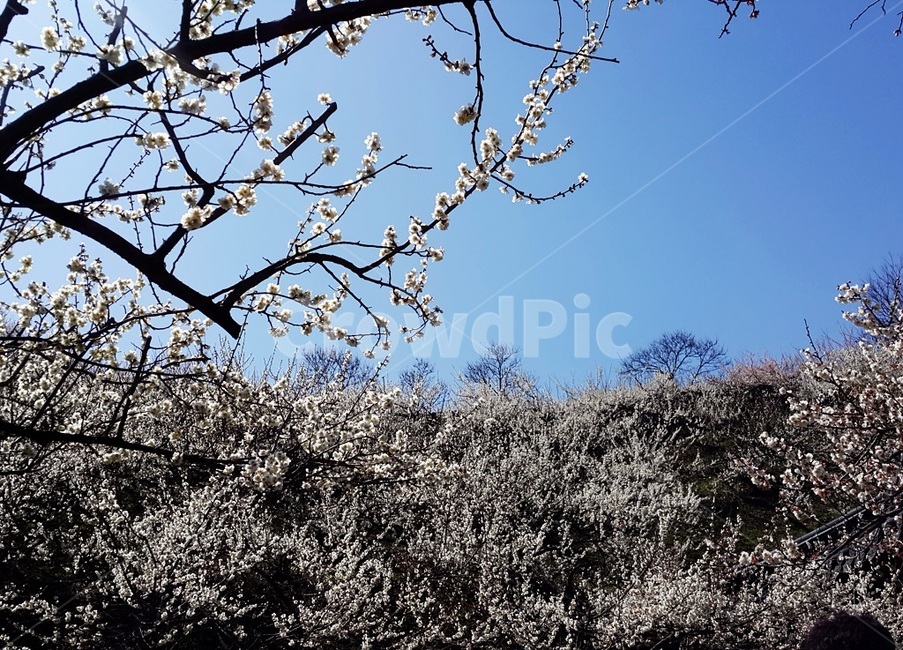 매화,꽃,하늘,나뭇가지,자연
