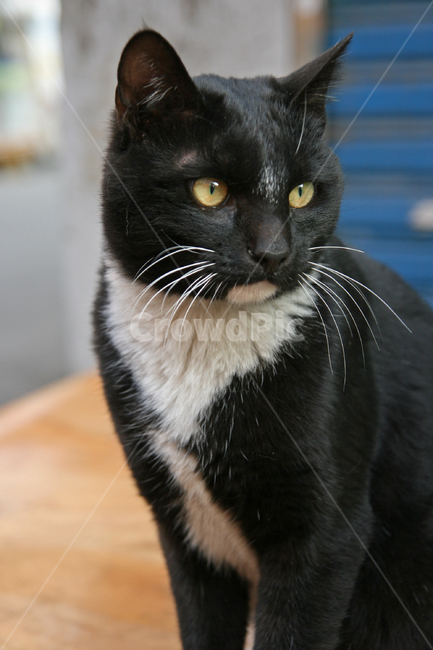 동물,고양이,길냥이,animal,cat,동물,animal,포유류,mammal,고양이,cat,kitten,kitty