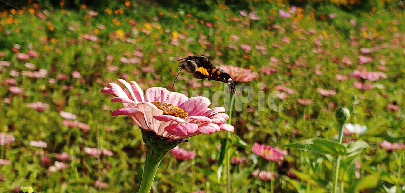 곤충,나방,꼬리각박시나방,plant,flower,꽃,꽃잎,식물,자연,plants,nature,꽃,flower,곤충,벌레,insect,bug