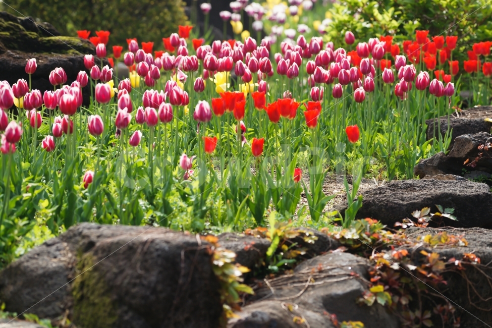 식물,꽃,튤립,분홍,대비,색감,Tulip,빨강,하얀,돌,식물,자연,plants,nature,봄,계절,spring,season,꽃,flower,plant,blossom