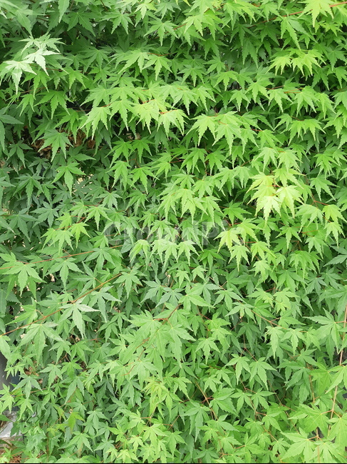 단풍,단풍벽,나뭇잎,나뭇잎배경,배경화면,풀숲,숲,수풀,초록,초록색,leaf,plant,tree,vegetation,moss,maple,vasepotter