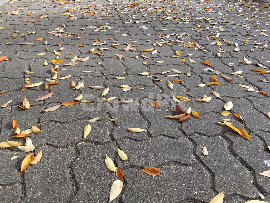 낙엽,나뭇잎,가을,길,바닥,거리,떨어지다,계절,보도블록,잎,fall,leaves,autumn,street,ground,season,가을,계절,fall,autumn,season,asphalt,아스팔트