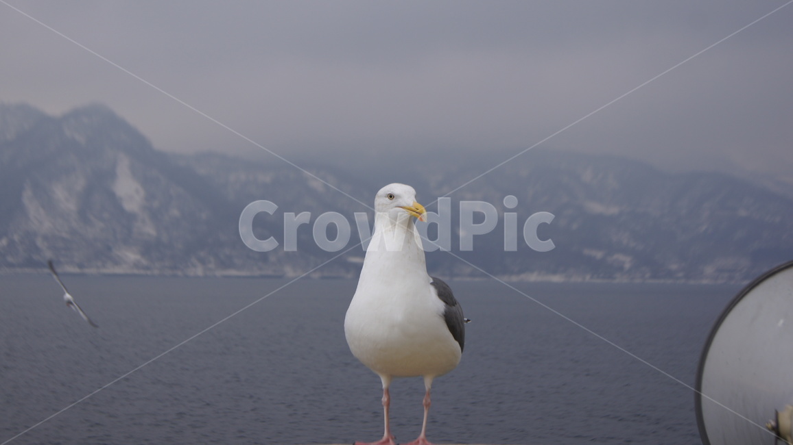 갈매기,야생,자연,바다,섬,조류,새,birds