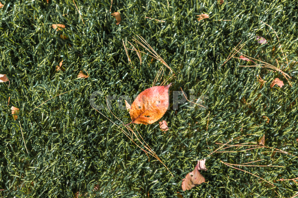 가을,autumn,자연,nature,공원,park,나들이,picnic,야외,outdoor,맑은날,day,잎,leaf,plant,식물,초록,green,가을,계절,fall,autumn,season