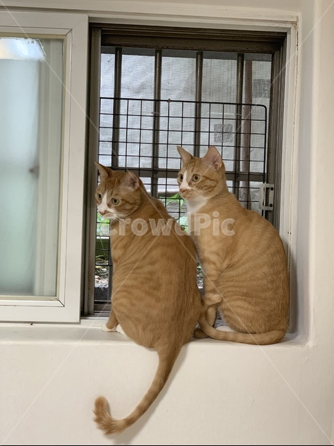 고양이,호기심,쌍둥이,창문,동물