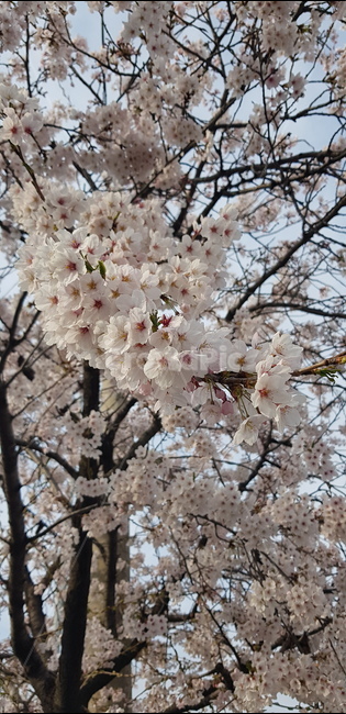 봄꽃,벚꽃,자연,봄날,봄꽃축제,봄축제,꽃,flower,cherryblossoms,사쿠라,벚꽃나무,tree,pink