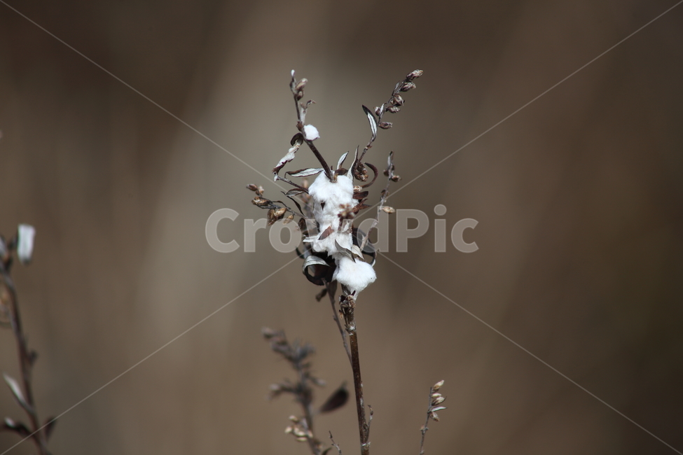 씨앗,종자,번식,식물,seed,겨울,계절,winter,season,식물,자연,plants,nature