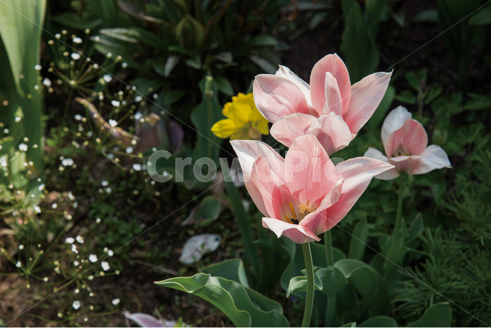 튤립,봄,봄꽃,꽃,식물,정원,만개,flower,spring,식물,자연,plants,nature,꽃,flower
