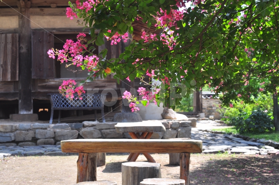 한여름,배롱나무,하목정,대구달성,꽃,한국전통,한국문화,korean traditional,korean culture,식물,자연,plants,nature,꽃,flower