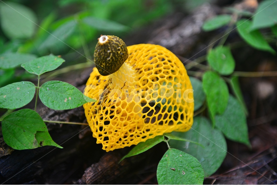 plant,식물,fungus,진균류,망태버섯,노랑망태버섯,버섯,포자,독버섯,노랑,노랑망태,그물망,망태,버섯,mushroom