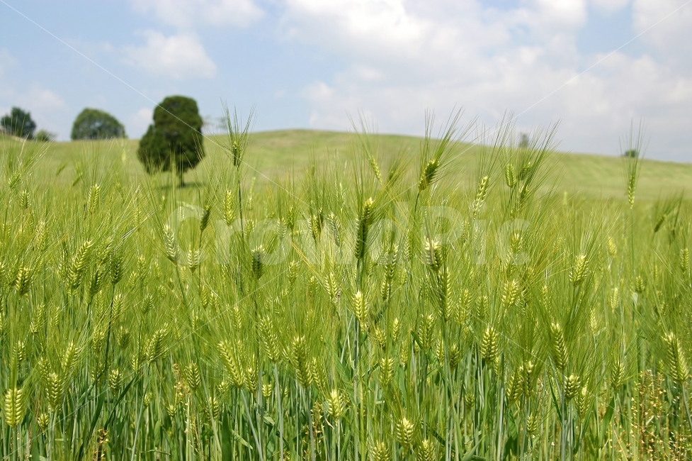 보리,보리밭,보리잎,식물,경작,재배,식량,풍경,나무,봄,자연,풍경,nature,landscape,plant,field,들,vegetation,초목