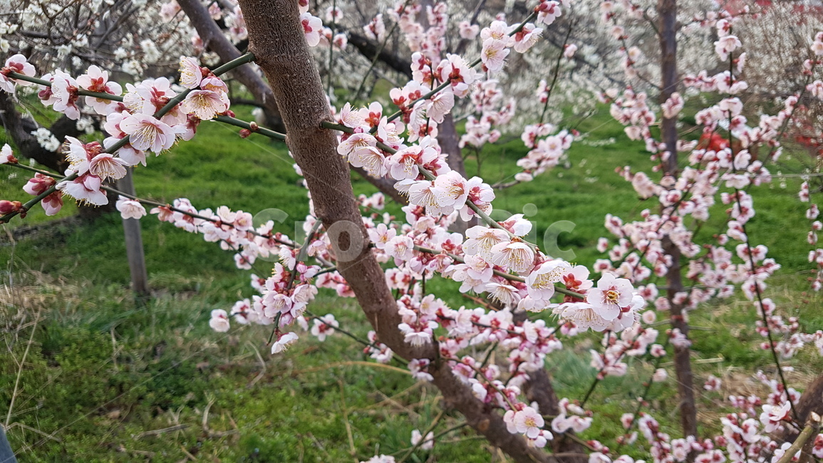 광양,매화,매화축제,광양매화마을,홍쌍리매화,봄,계절,spring,season,식물,자연,plants,nature,꽃,flower,plant,blossom,cherry blossom,벚꽃