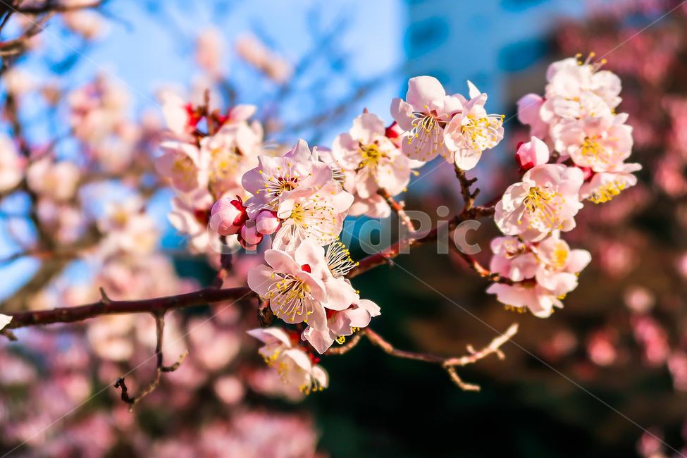 벚꽃나무,꽃,tree,flower,cherryblossoms,식물,자연,plants,nature,꽃,flower