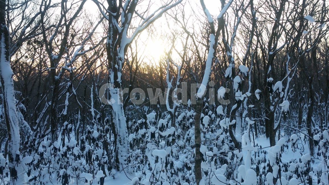 눈,나무,산,눈덮인나무,눈꽃,대설
