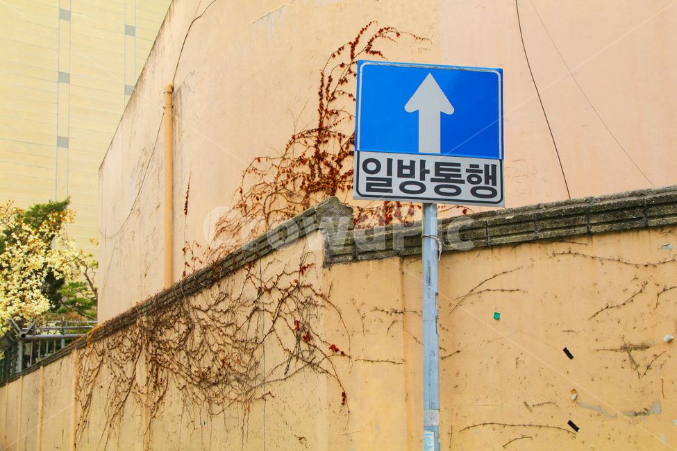일방통행,화살표,방향,이정표,간판,담,담벼락,울타리,덩쿨,넝쿨,나무,나뭇잎,가지,나뭇가지
